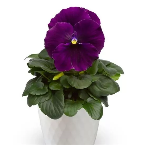 Menekşe İri Çiçekli Viyolet Renk - Saksılık 10 Tohum