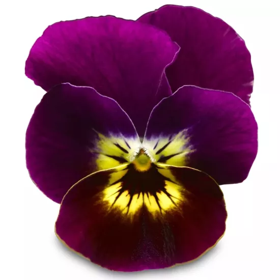 Menekşe Peri Kanadı Sarı Mavi Renk - Saksılık 10 Tohum