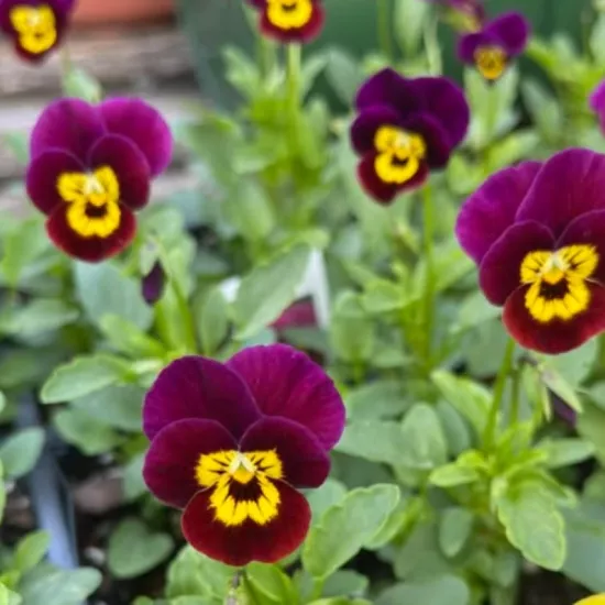 Menekşe Peri Kanadı Sarı Mavi Renk - Saksılık 10 Tohum