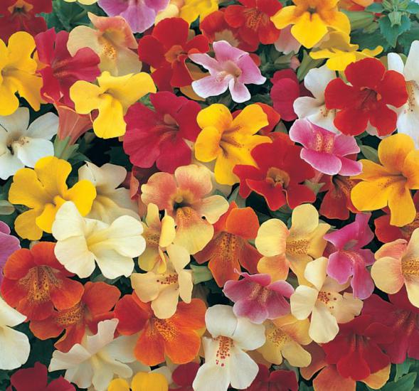 Mimulus Çiçeği Tohumu ( Çok Çiçekli Bodur ) Karışık Renkli - 15 Tohum