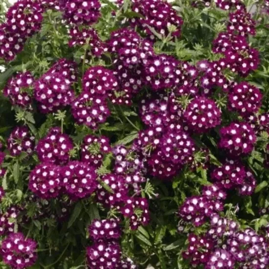 Mine Çiçeği Sarkan Seri Burgundy Renk - Saksılık 10 Tohum