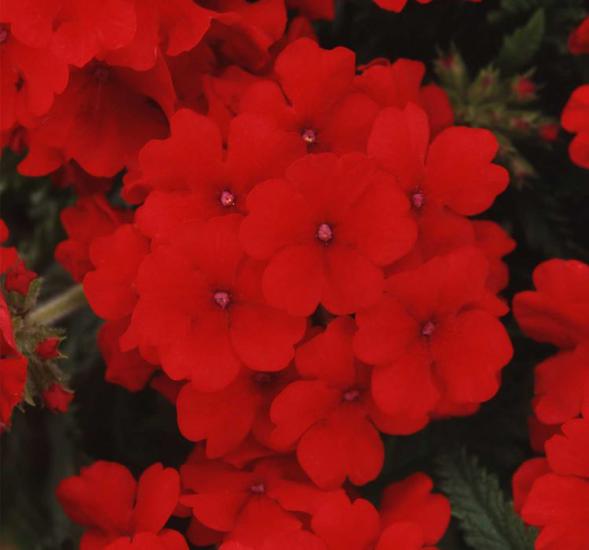 Mine Çiçeği ( Sarkan Çok Dallanan ) Kırmızı Renkli - 10 Tohum