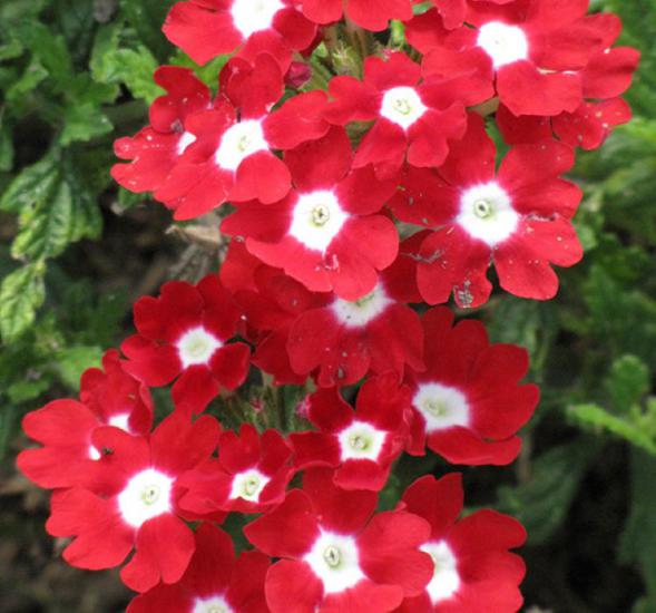 Mine Çiçeği ( Sarkan Çok Dallanan ) Kırmızı Beyaz Nokta Renkli - 10 Tohum