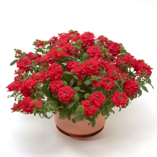 Mine Çiçeği Sarkan Seri Kırmızı Renk - Saksılık 10 Tohum