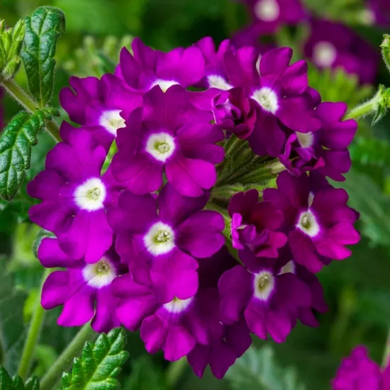 Mine Çiçeği Sarkan Seri Mor Nokta Renk - Saksılık 10 Tohum