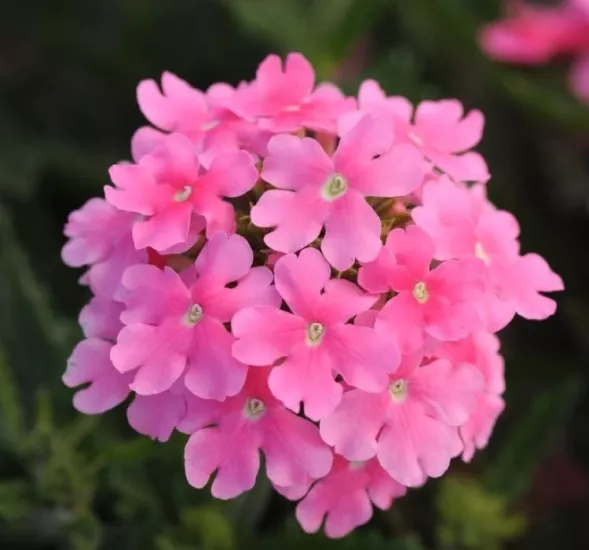 Mine Sarkan Antik Pembe Renk - Saksılık 10 Tohum