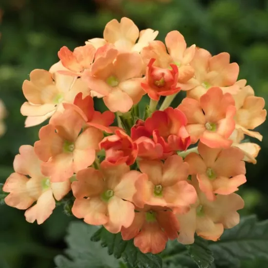 Mine Çiçeği Sarkan Seri Turuncu Renk - Saksılık 10 Tohum