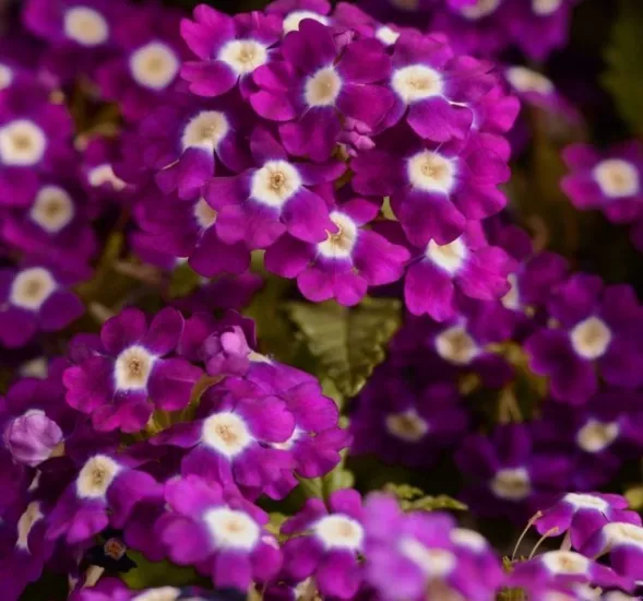 Mine Sarkan Antik Violet Renk - Saksılık 10 Tohum