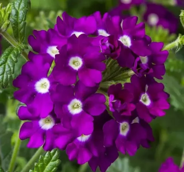 Mine Sarkan Antik Violet Renk - Saksılık 10 Tohum