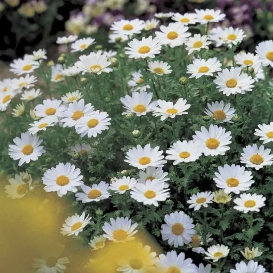 Papatya Alman Serisi - Saksılık 10 Tohum