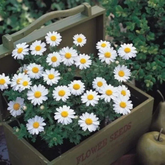 Papatya Alman Serisi - Saksılık 10 Tohum