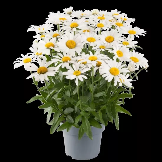 Papatya İri Çiçek Kalıcı - Saksılık 10 Tohum