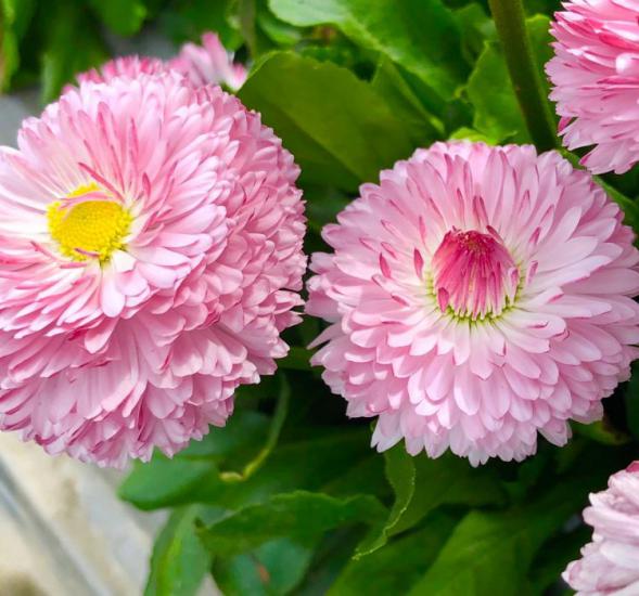 Pembe Katmerli Şeker Tabağı F1 Tohumu ( 30 Tohum )