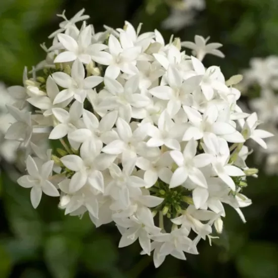 Pentas Elite Seri Beyaz Renk - Saksılık 5 Tohum
