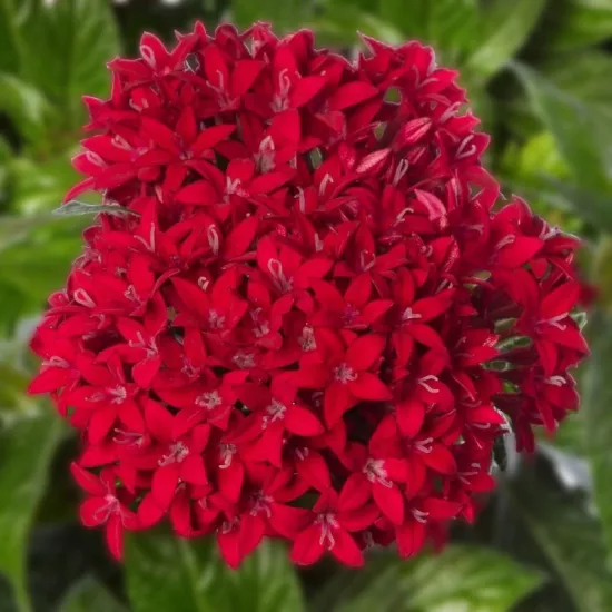 Pentas Elite Seri Kırmızı Renk - Saksılık 5 Tohum