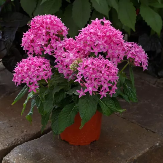 Pentas Elite Seri Pembe Renk - Saksılık 5 Tohum