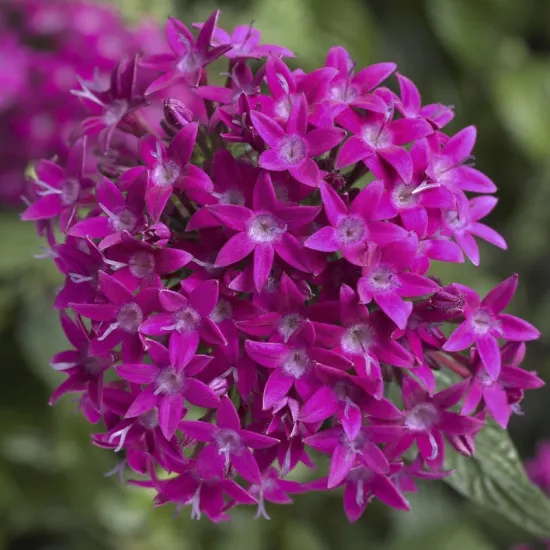 Pentas Elite Seri Viyolet Renk - Saksılık 5 Tohum
