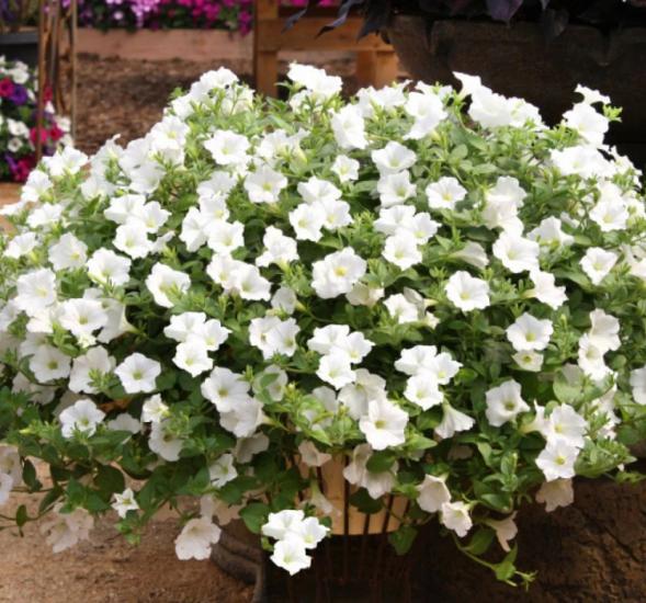 Petunya Çiçeği Tohumu ( İri çiçekli Bodur ) Beyaz Renkli - 15 Tohum