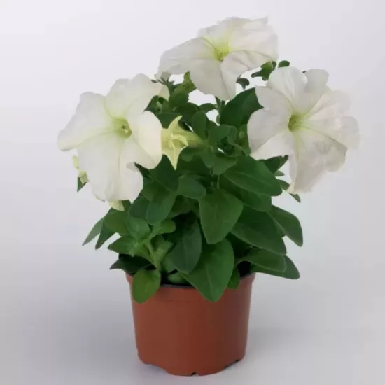 Petunya Yaz Serisi Beyaz Renk - Saksılık 10 Tohum