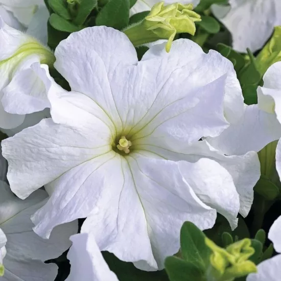 Petunya Yaz Serisi Beyaz Renk - Saksılık 10 Tohum