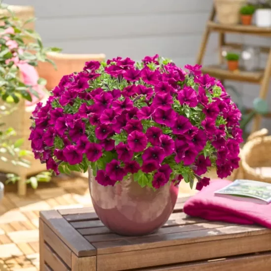 Petunya Yaz Serisi Burgundy Renk - Saksılık 10 Tohum