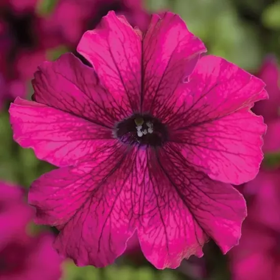 Petunya Yaz Serisi Burgundy Renk - Saksılık 10 Tohum