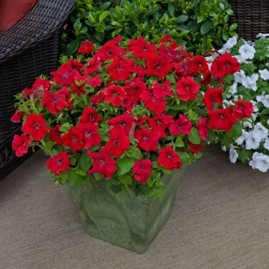 Petunya Yaz Serisi Kırmızı Renk - Saksılık 10 Tohum