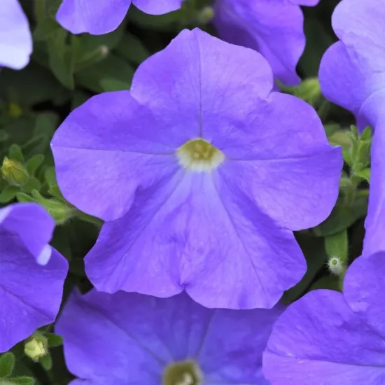 Petunya Yaz Serisi Lavanta Renk - Saksılık 10 Tohum