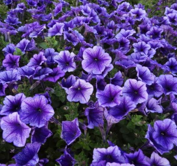 Petunya Çiçeği Tohumu ( İri çiçekli Bodur ) Mavi Damarlı Renkli - 15 Tohum