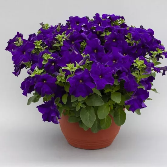 Petunya Yaz Serisi Mor Renk - Saksılık 10 Tohum