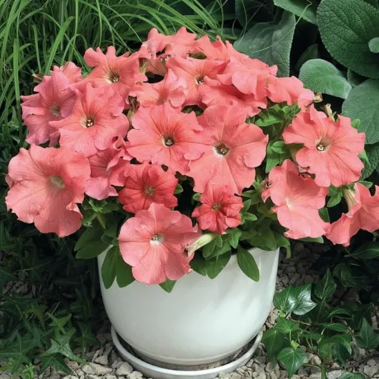 Petunya Yaz Serisi Somon Renk - Saksılık 10 Tohum