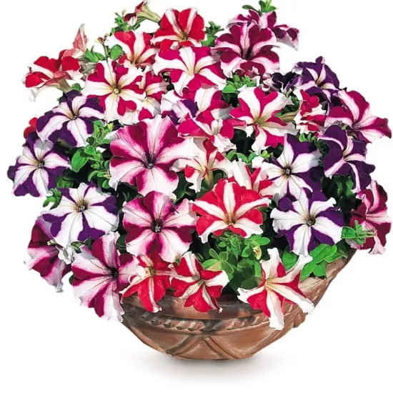 Petunya Yaz Serisi Karışık Yıldız Renk - Saksılık 10 Tohum