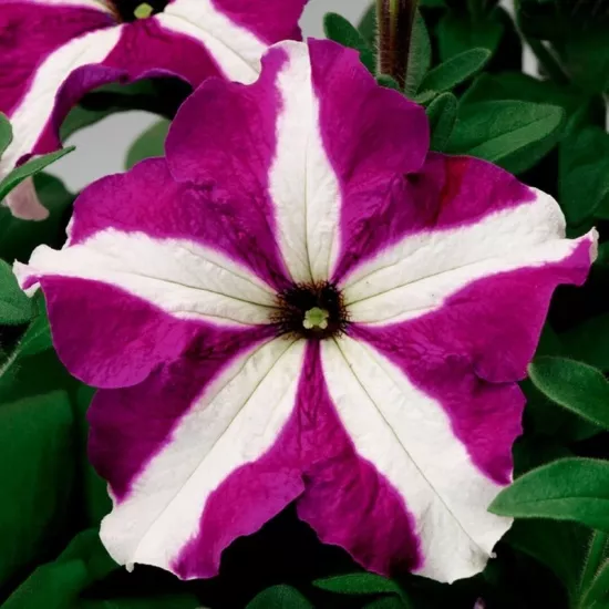 Petunya Yaz Serisi Karışık Yıldız Renk - Saksılık 10 Tohum