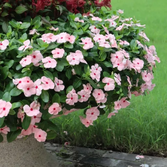 Rozet Çiçeği Apricot Renk - Saksılık 5 Tohum