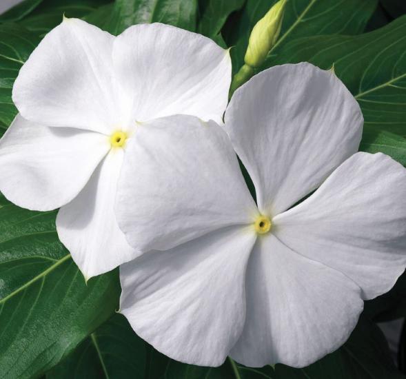 Rozet Çiçeği ( Çok Çiçekli Çok Dallanan ) Saf Beyaz Renkli - 15 Tohum