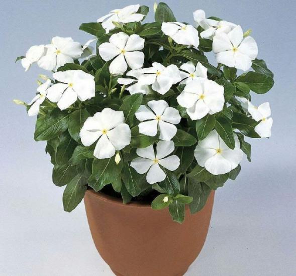 Rozet Çiçeği ( Çok Çiçekli Çok Dallanan ) Saf Beyaz Renkli - 15 Tohum