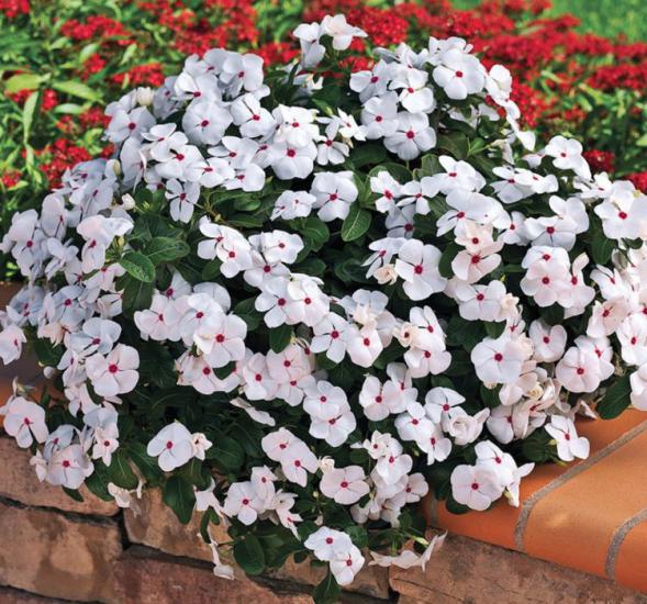 Rozet Çiçeği ( Çok Çiçekli Çok Dallanan ) Beyaz Kırmızı Benek Renkli - 15 Tohum