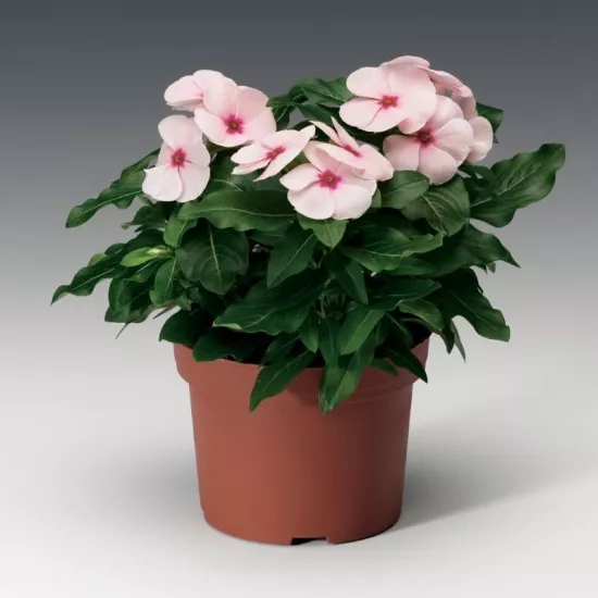 Rozet Çiçeği Bodur Seri Apricot Renk - Saksılık 10 Tohum