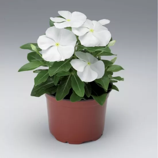 Rozet Çiçeği Bodur Seri Beyaz Renk - Saksılık 10 Tohum