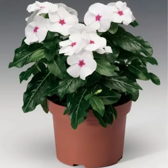 Rozet Çiçeği Bodur Seri Beyaz Nokta Renk - Saksılık 10 Tohum