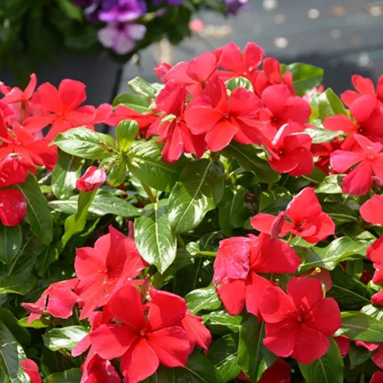 Rozet Çiçeği Bodur Seri Kırmızı Renk - Saksılık 10 Tohum