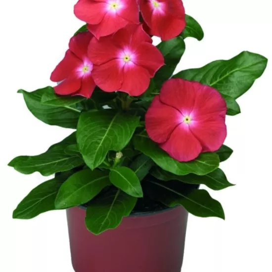 Rozet Çiçeği Bodur Seri Kırmızı Nokta Renk - Saksılık 10 Tohum