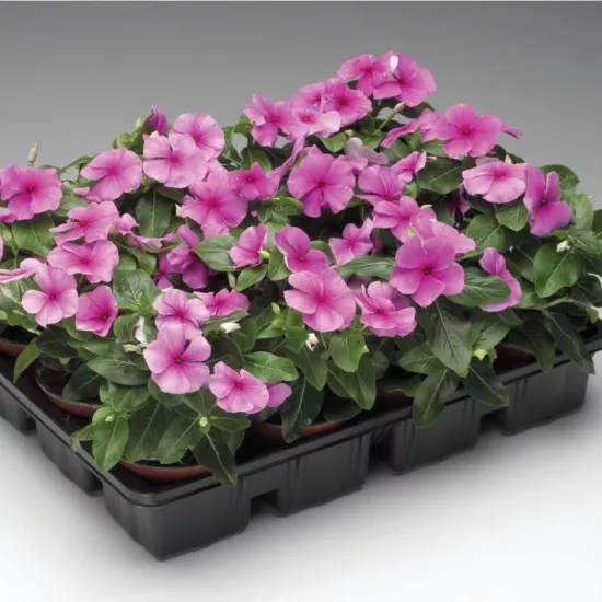 Rozet Çiçeği Bodur Seri Lila Renk - Saksılık 10 Tohum