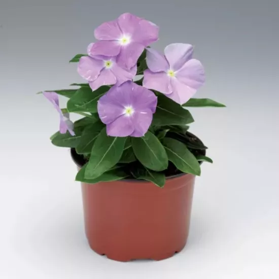 Rozet Çiçeği Bodur Seri Mavi Renk - Saksılık 10 Tohum