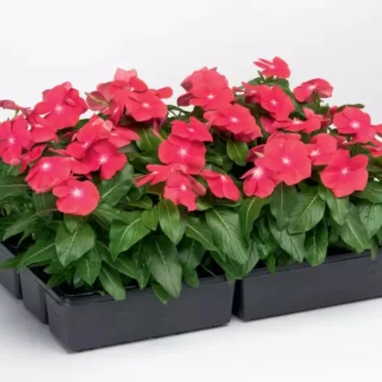 Rozet Çiçeği Bodur Seri Parlak Kırmızı Renk - Saksılık 10 Tohum