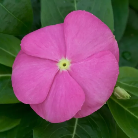 Rozet Çiçeği Bodur Seri Pembe Renk - Saksılık 10 Tohum