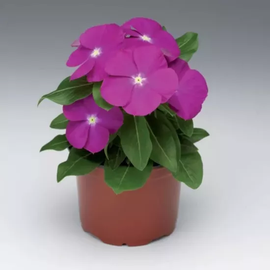 Rozet Çiçeği Bodur Seri Pembe Renk - Saksılık 10 Tohum