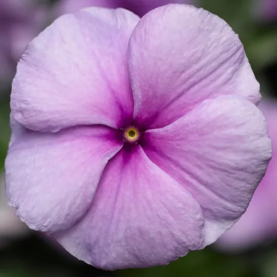 Rozet Çiçeği Bodur Seri Purple Renk - Saksılık 10 Tohum