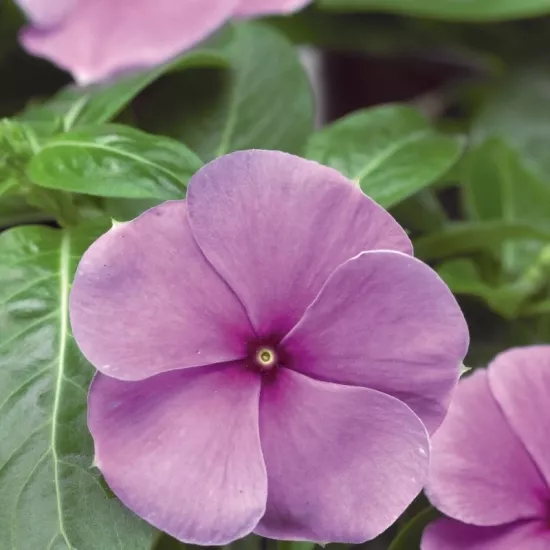 Rozet Çiçeği Bodur Seri Purple Renk - Saksılık 10 Tohum