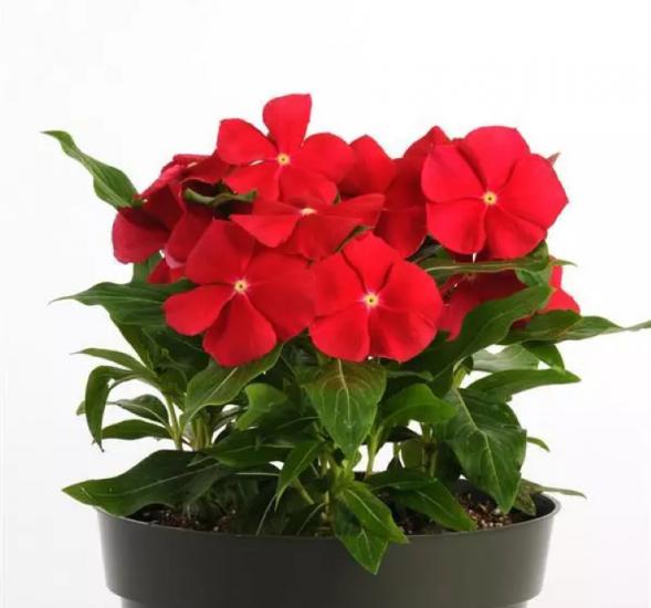 Rozet Çiçeği ( Çok Çiçekli Çok Dallanan ) Gerçek Kırmızı Renkli - 15 Tohum